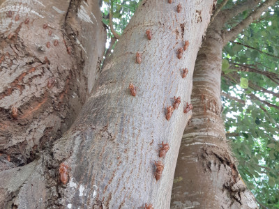 W Cicada husks covering a tree earlier this month2