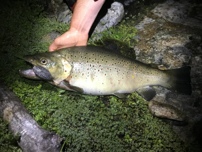 Home made mouse lure Erin Grebe