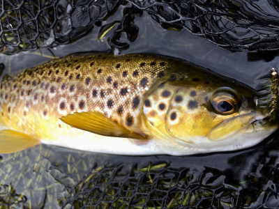 Twin Lakes Brown