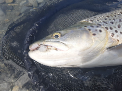 WC1 RL February 2020