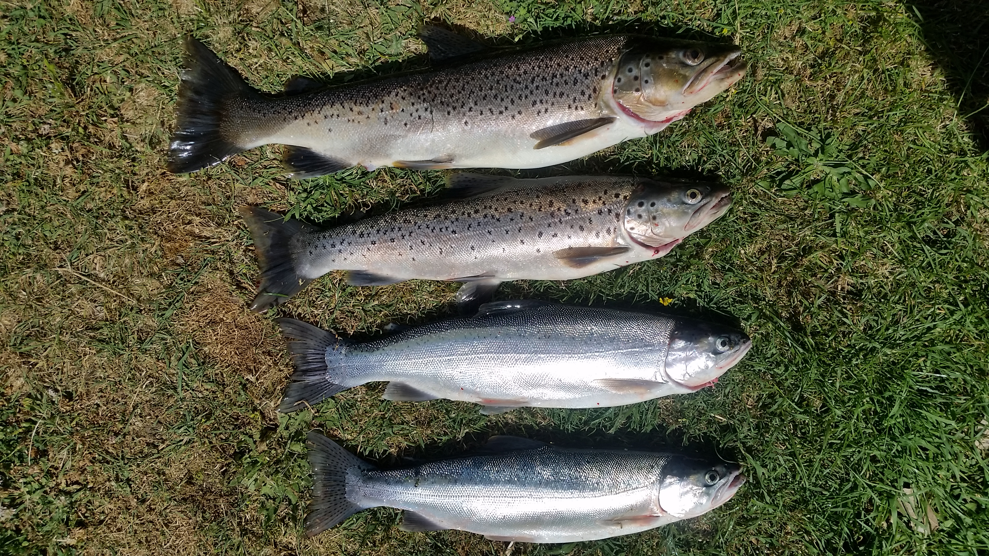 Wanaka trout