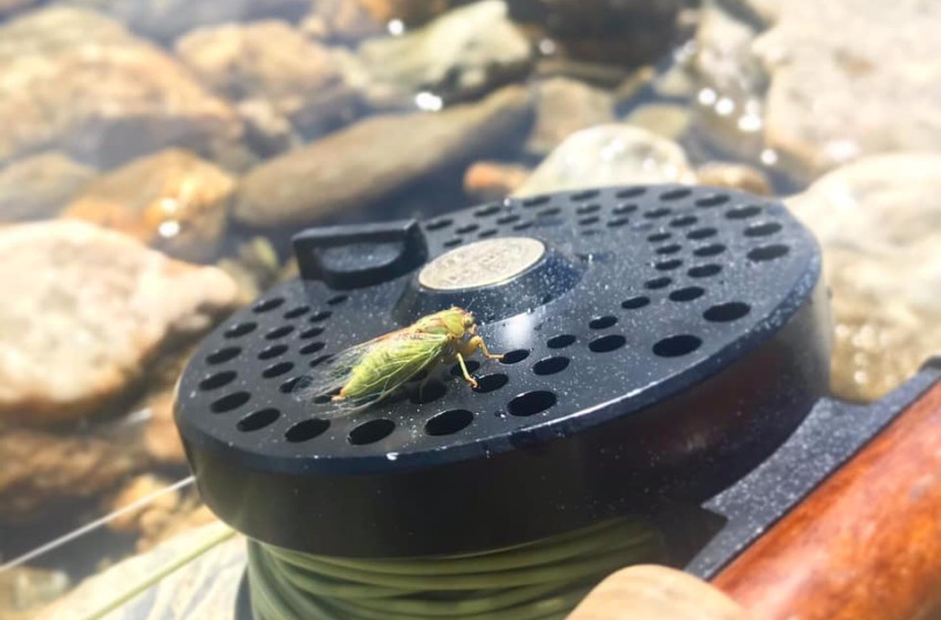 Reel Life February 2021