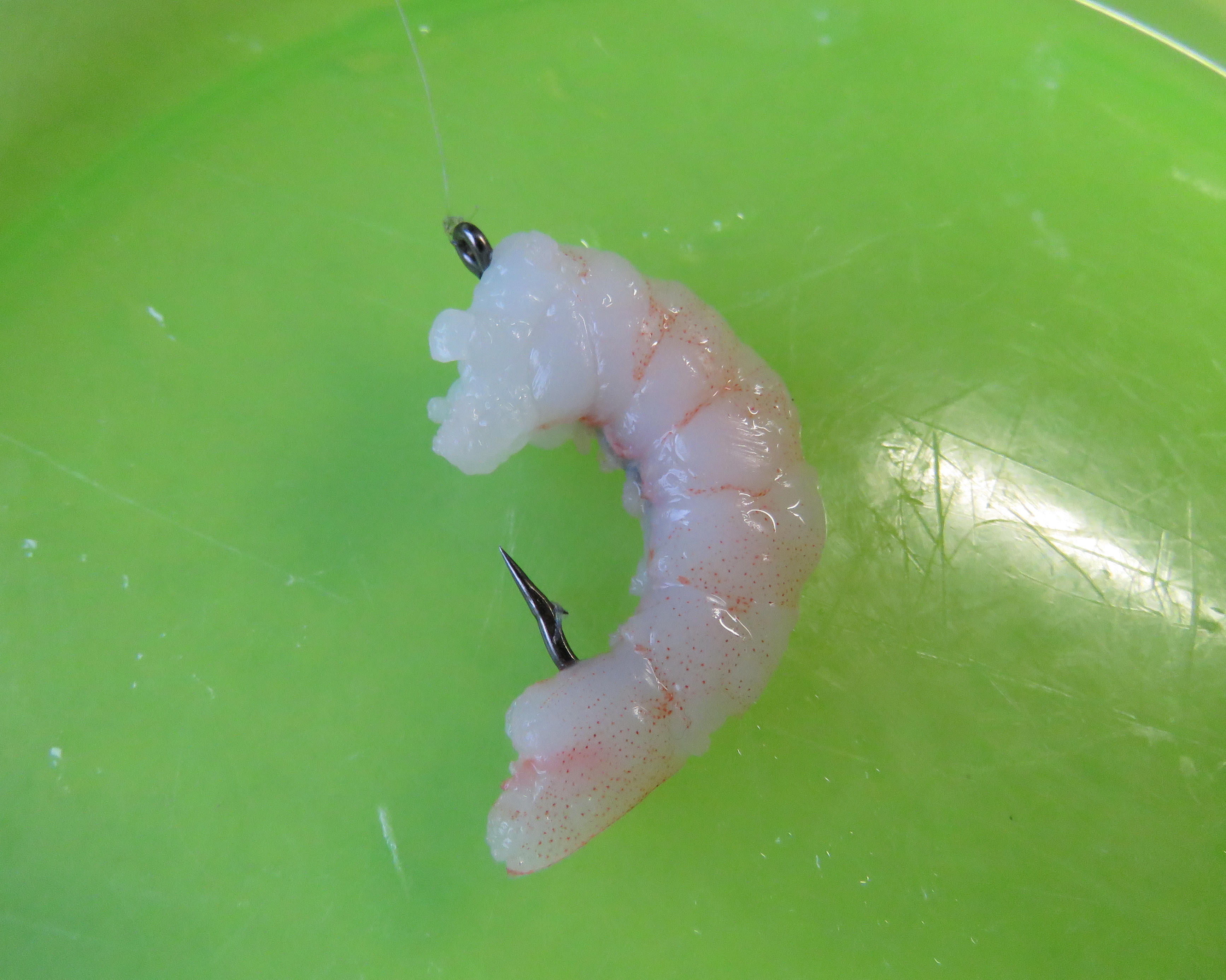 RL Jan CSI 6 shrimp bait threaded on the hook all ready to go2