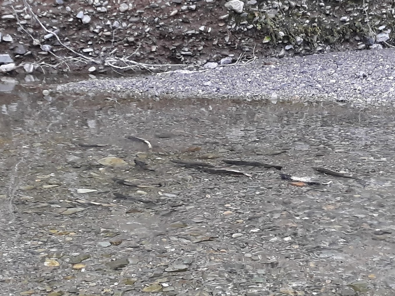 Salmon spawning