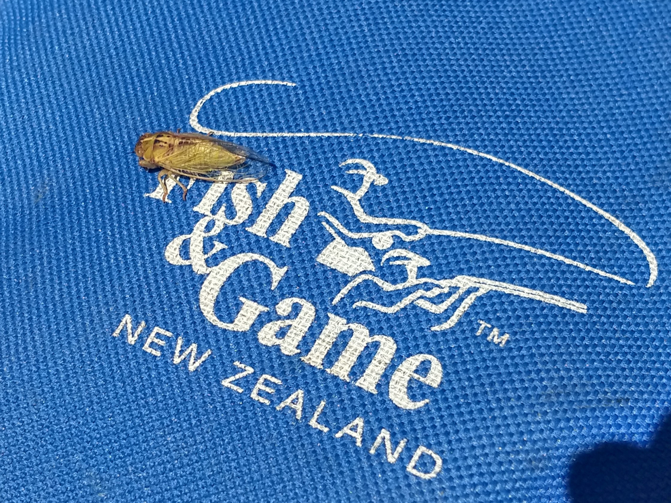 220113 cicada Facebook post