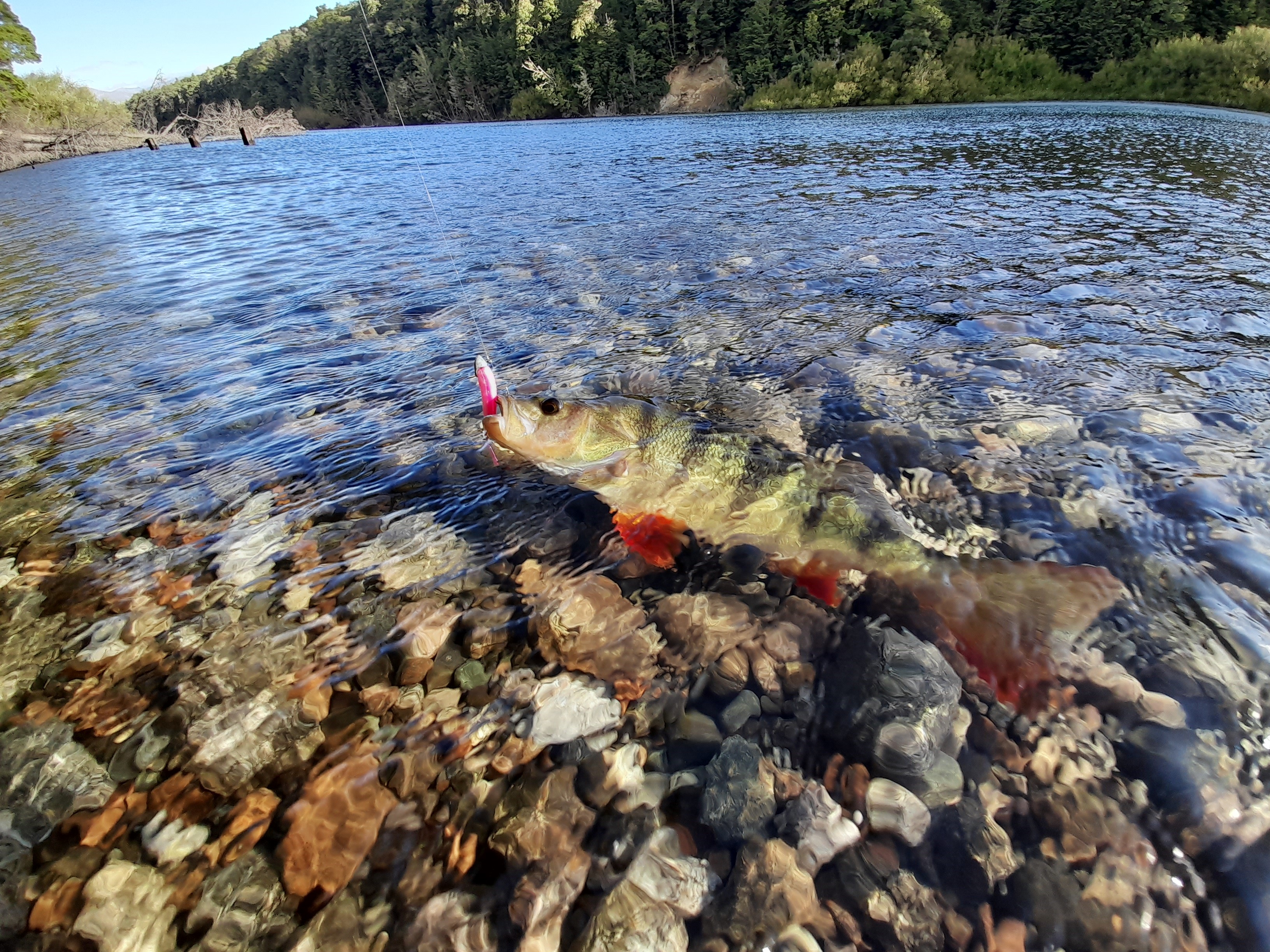 Catching perch soft bait Waiau Arm2