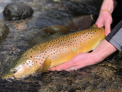 TRL2Jan2020. An upper rinplain brow trout set for release. Photo Curly McEwen