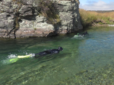 Drift diving Oreti 2019