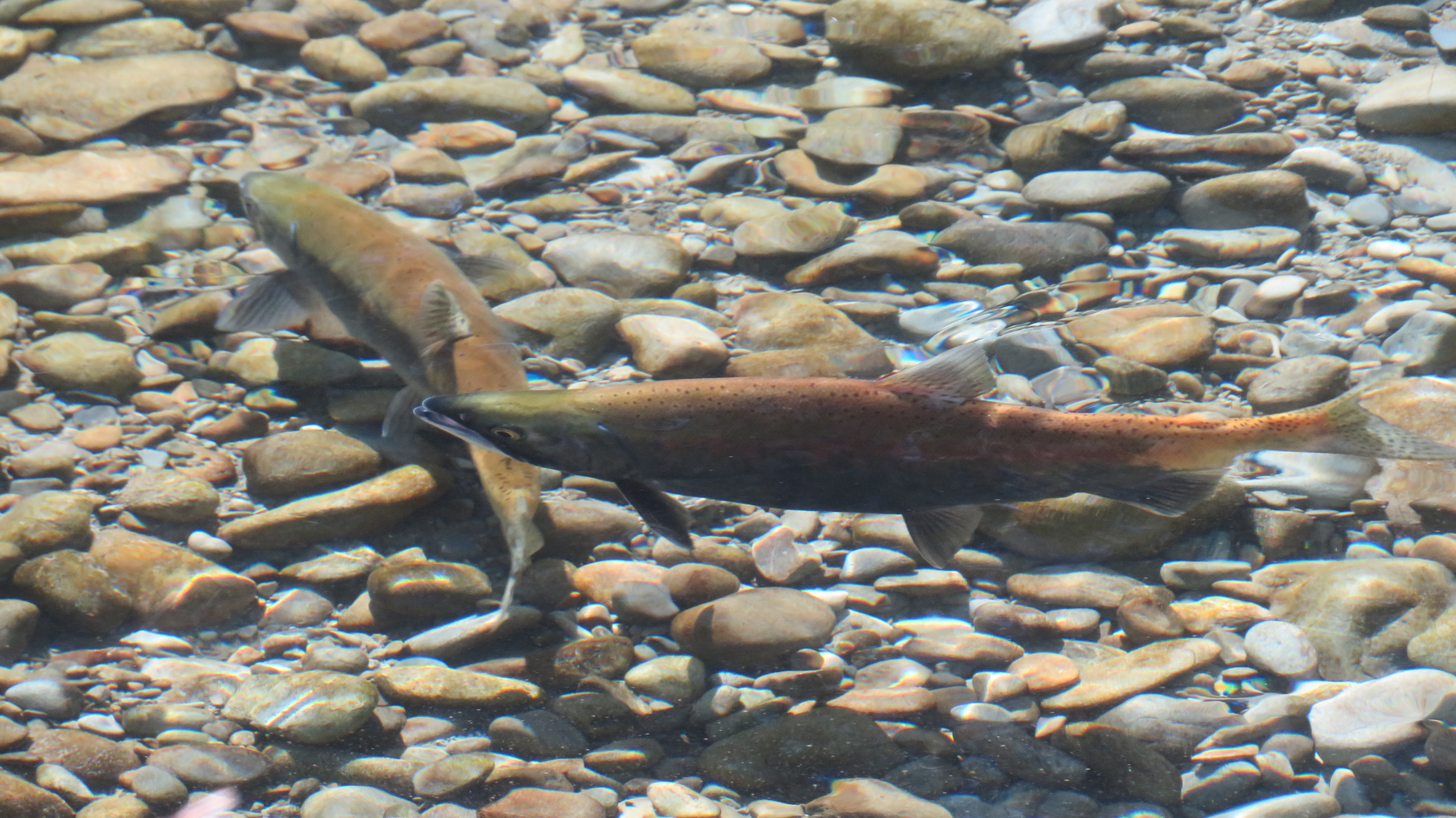 WFR1921.53 A pair of coloured up sockeye salmon preparing to spawn in the Twizel River Credit Jayde Couper
