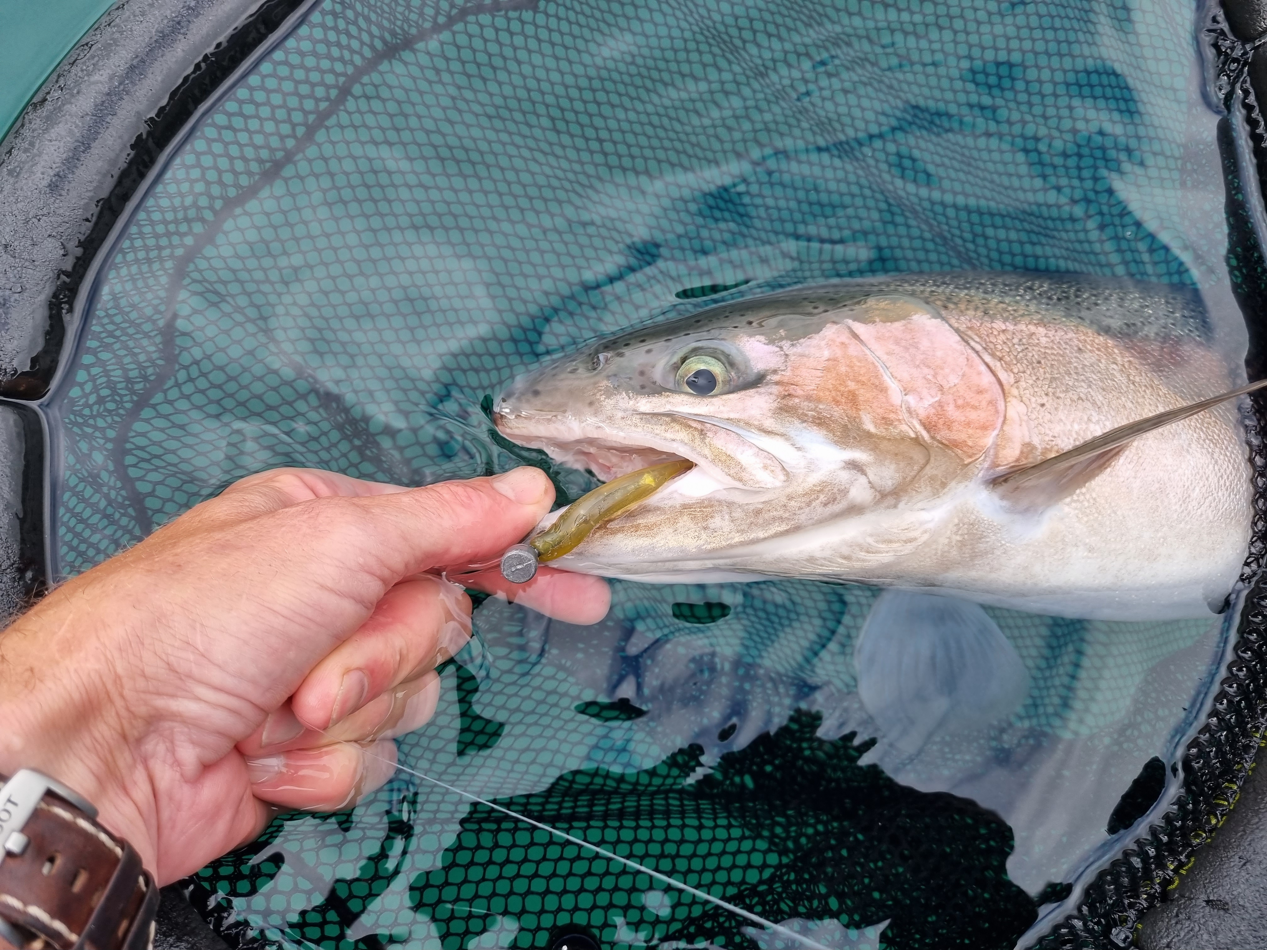softbait2