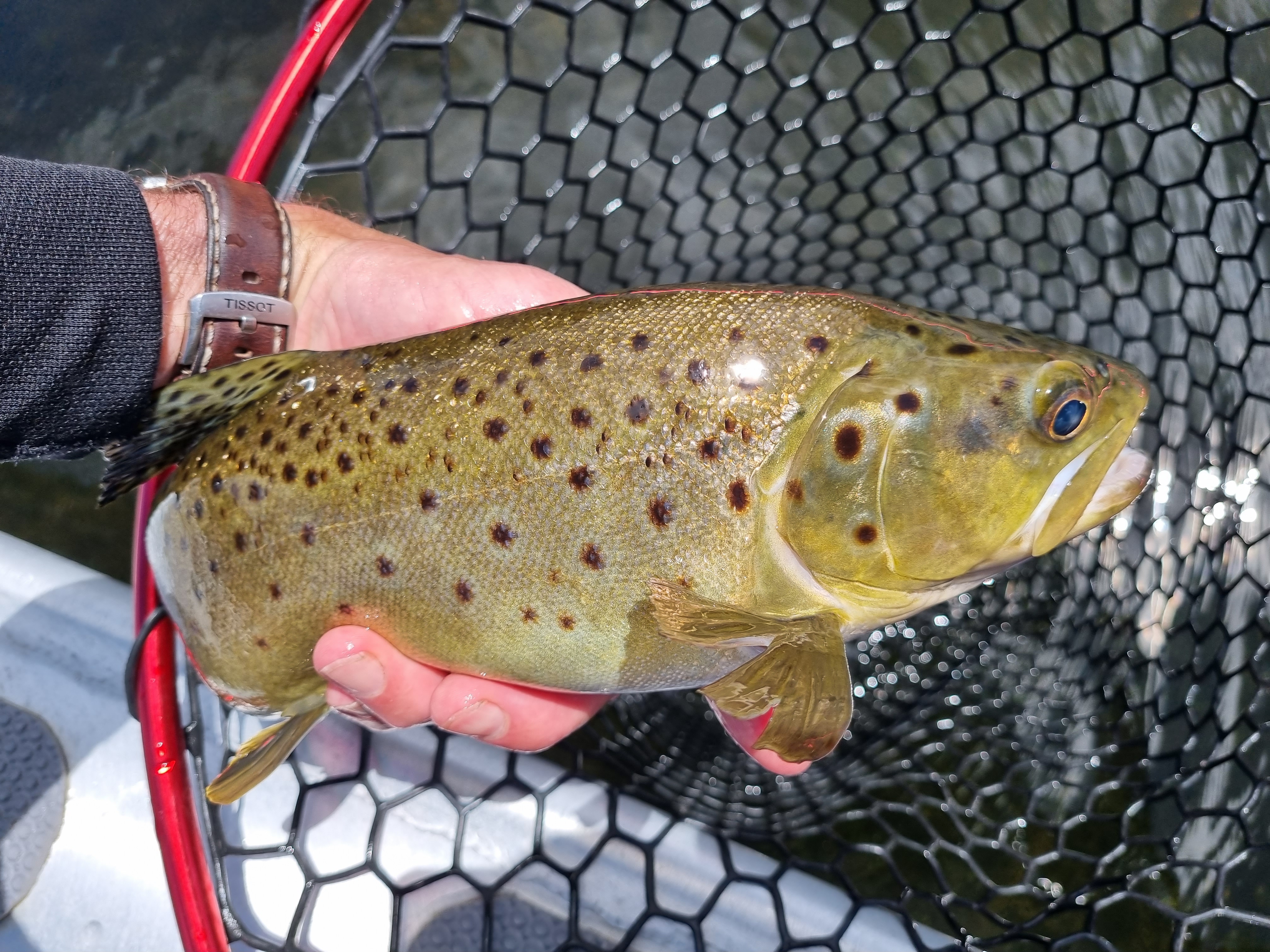 whakamaru brown