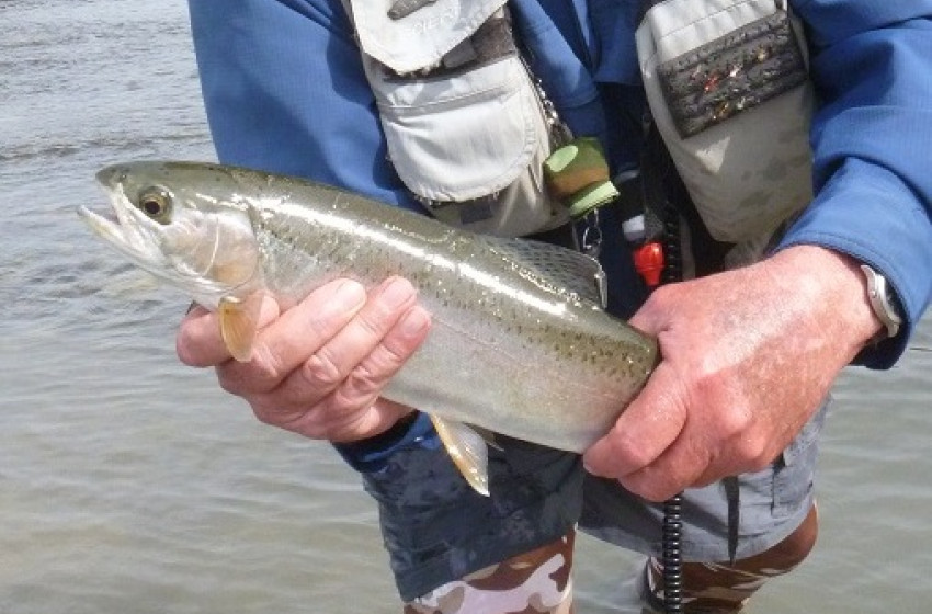 Hawke's Bay Reel Life January 2018