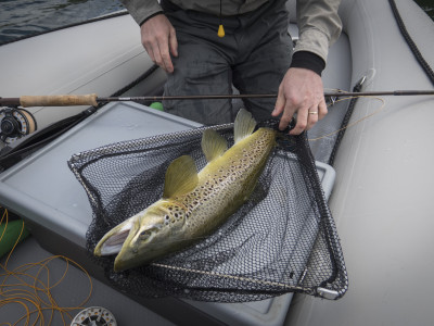 W4 A Wairarapa brown in great condition early season how much bigger will this fish get Andrew Harding