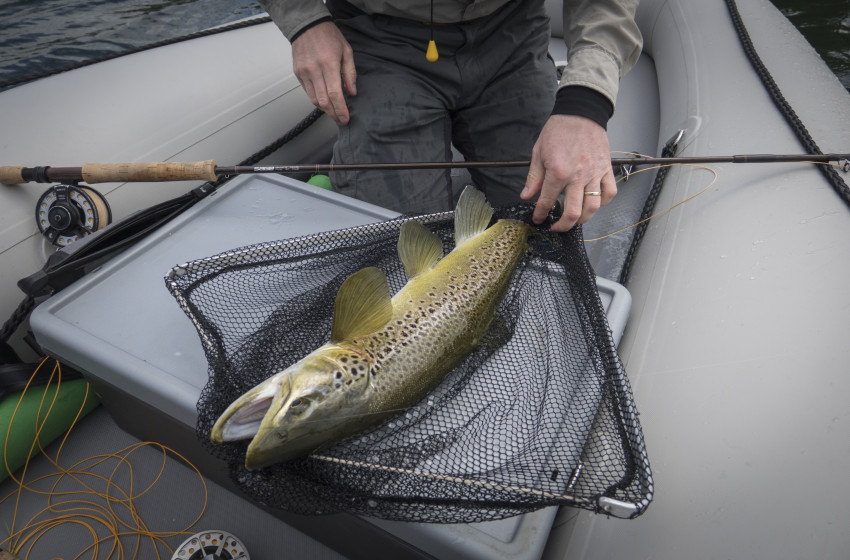 Wellington Reel Life January 2018