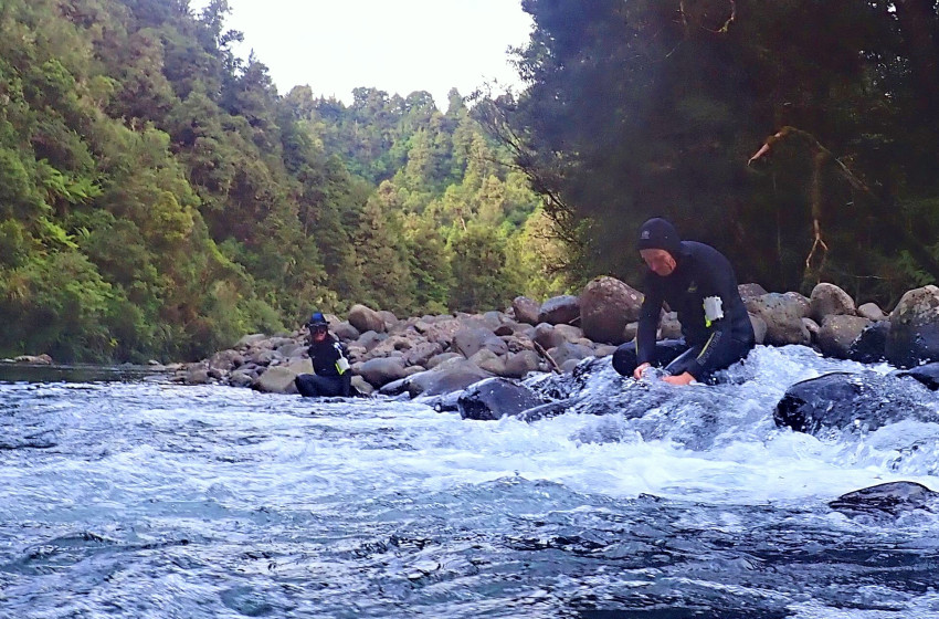Auckland/Waikato Reel Life January 2019