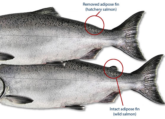 RL CSI 2 Jan 2021check your sea run salmon for fin clips