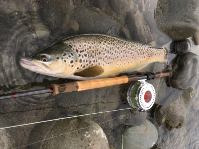 TRL1Jan21. An awesome summer ringplain brown. Photo Mike Bakker.