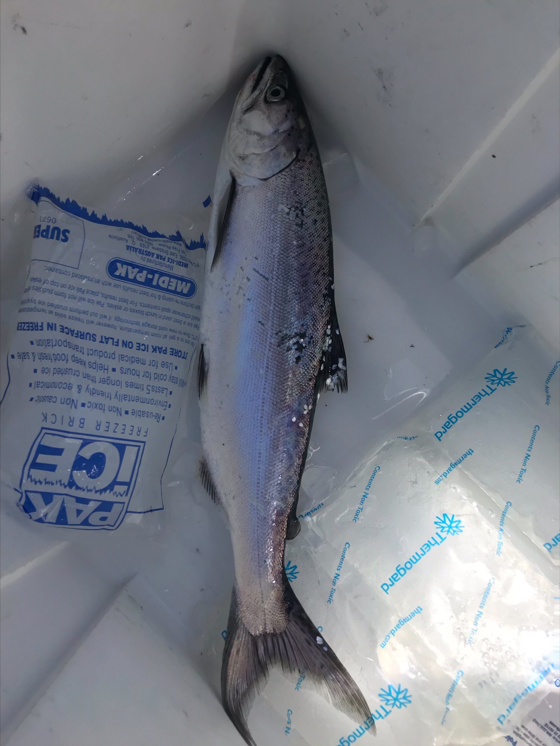 211207 Otago Reel Life salmon