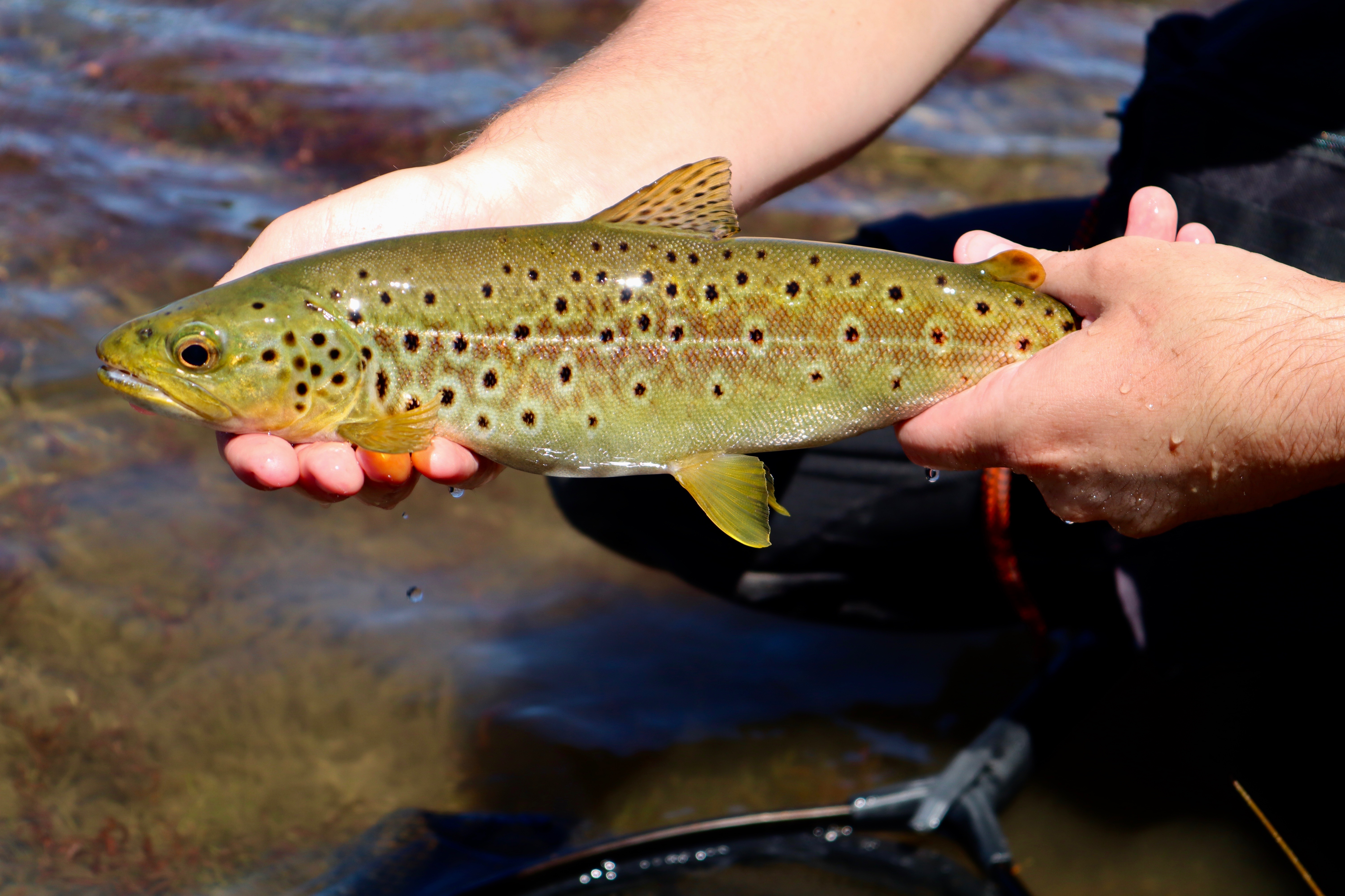 A representative Kuripapango lakes brown