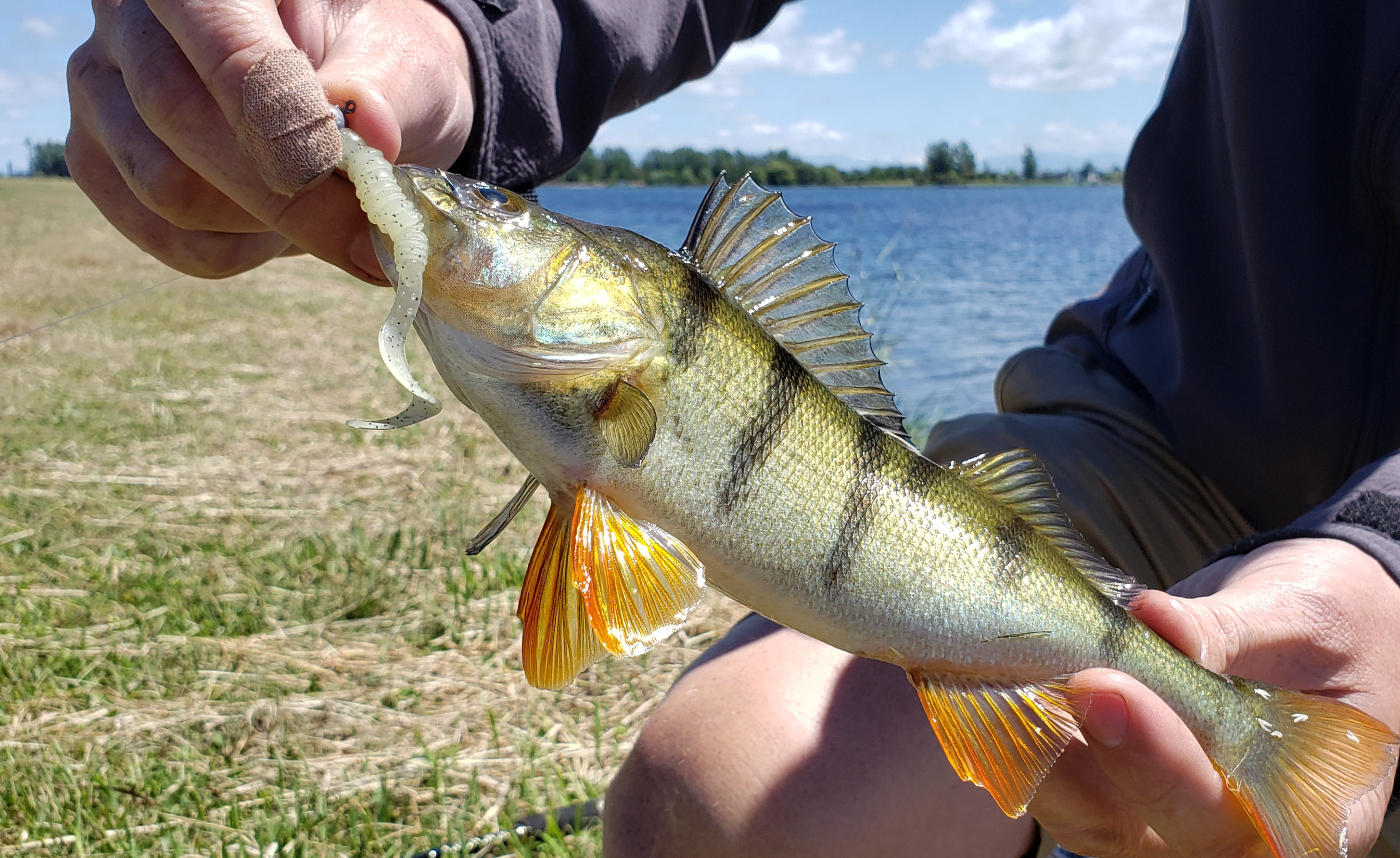 RL DEC CSI Lake Hood offer great perch fishing in a family friendly setting Photo Rhys Adams