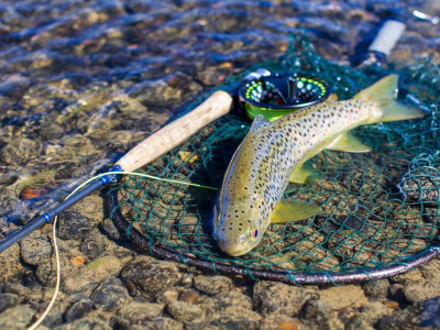 Makarewa trout in net photo takien by Lindsay Withington
