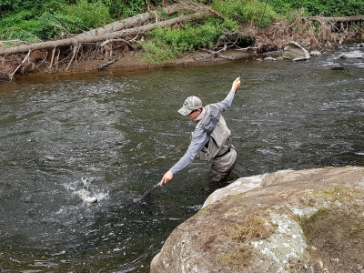 TRL1 2 Mar18. Tarn Mack McEwen brings another fish to the net in the Waingongoro River photo Curly McEwen.