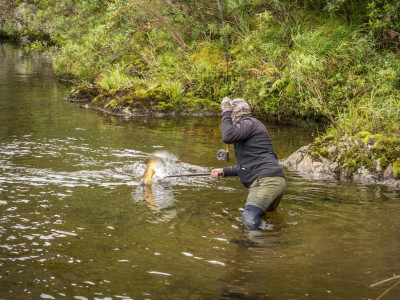 A very large brown trout taken just 15 mintues from SH2