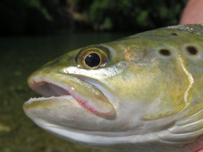 S Brown trout face close up