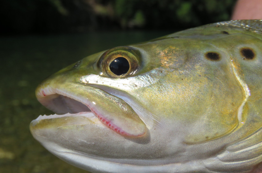 Southland Reel Life March 2019