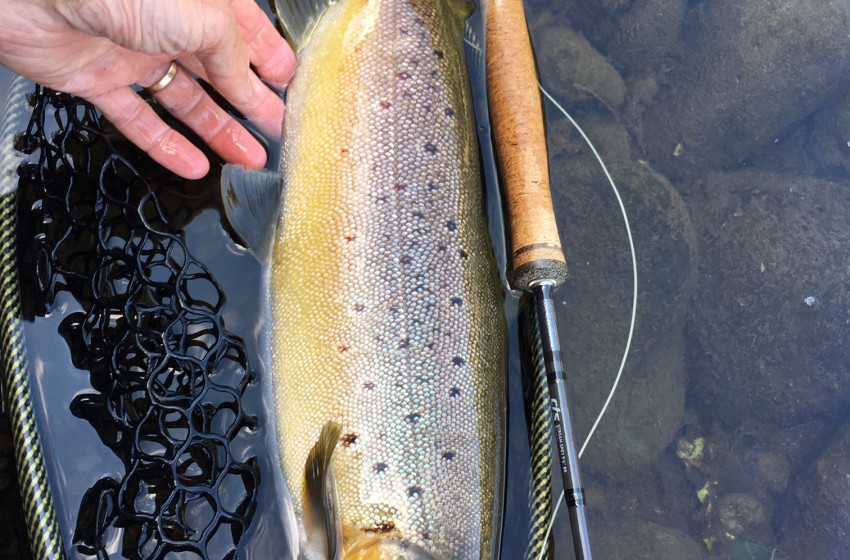 Taranaki Reel Life March 2019