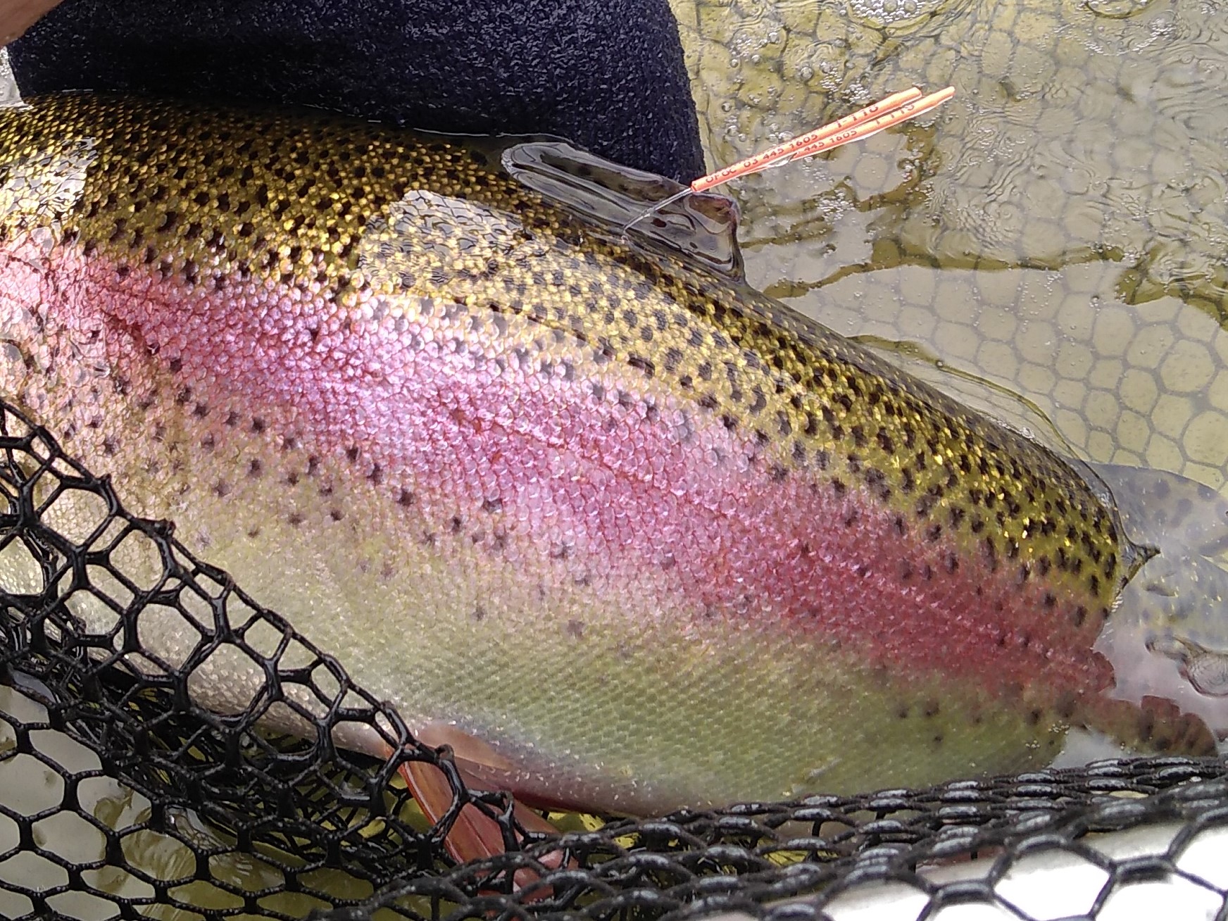 220214 Tagged rainbow trout