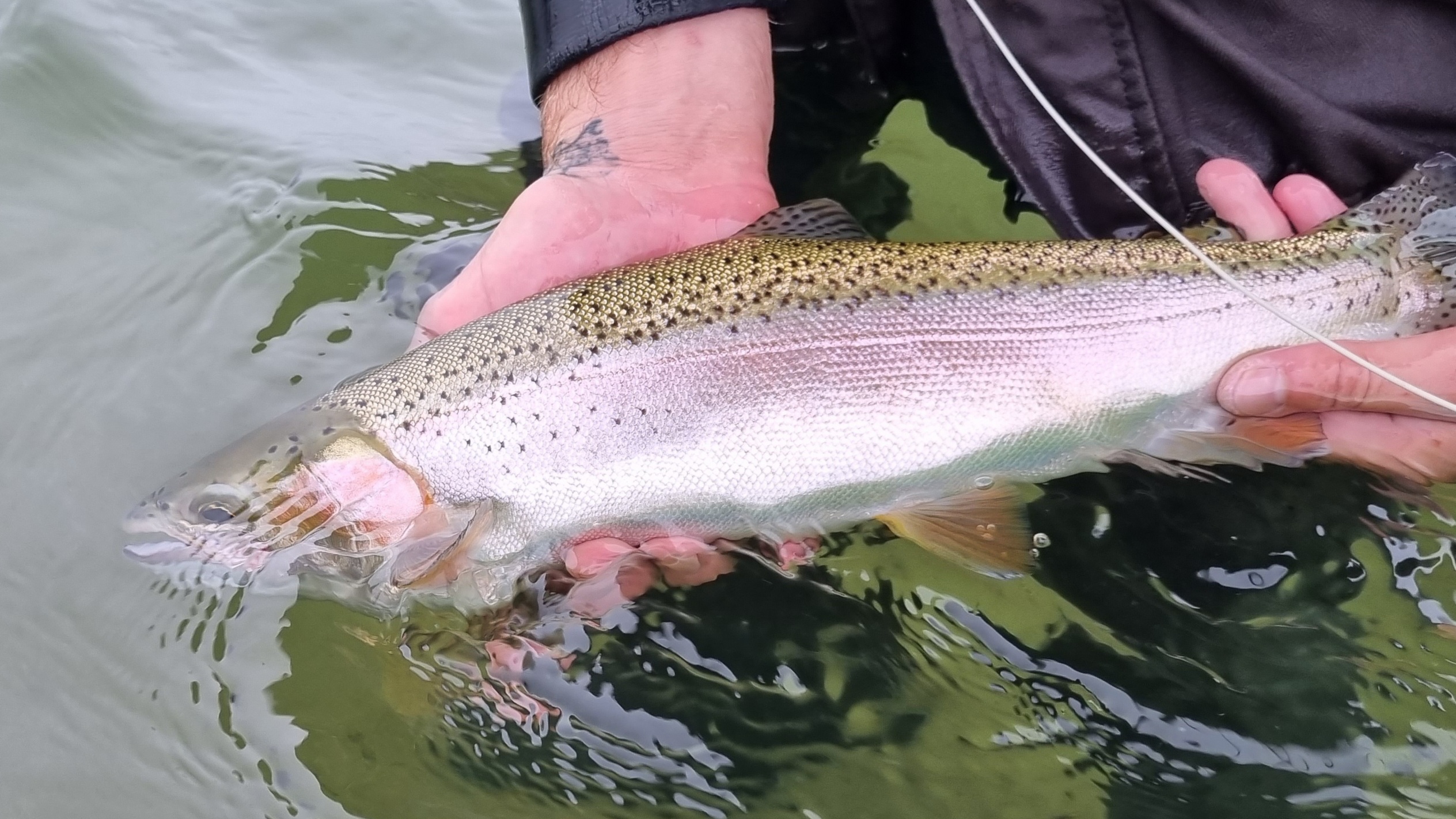 Keep em wet avoid handling fish out of water when warm