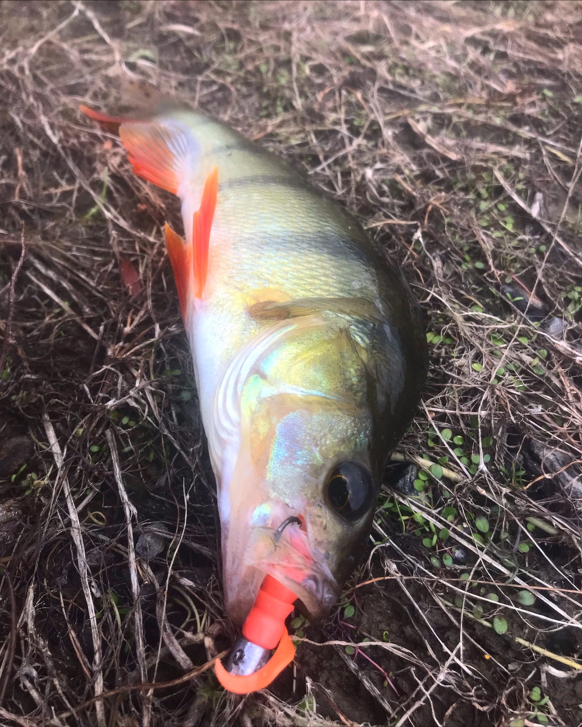 Otago Reel Life March 2022 perch
