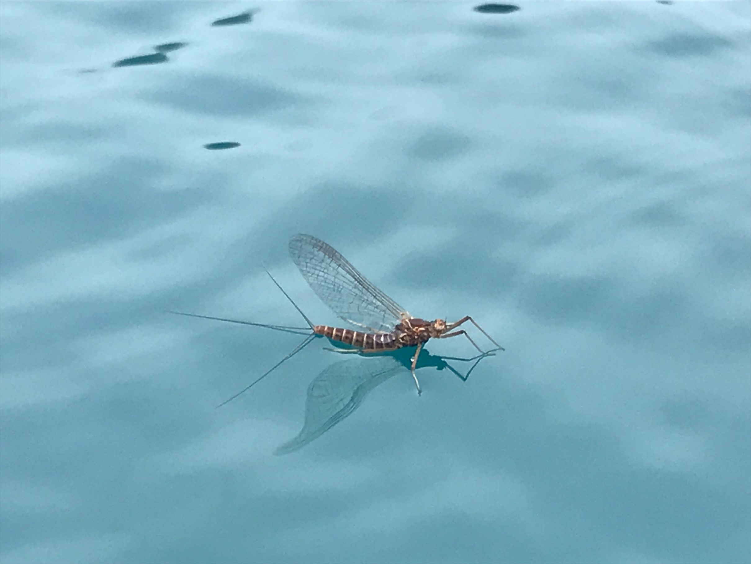 Otago Reel Life March 2022 spinner