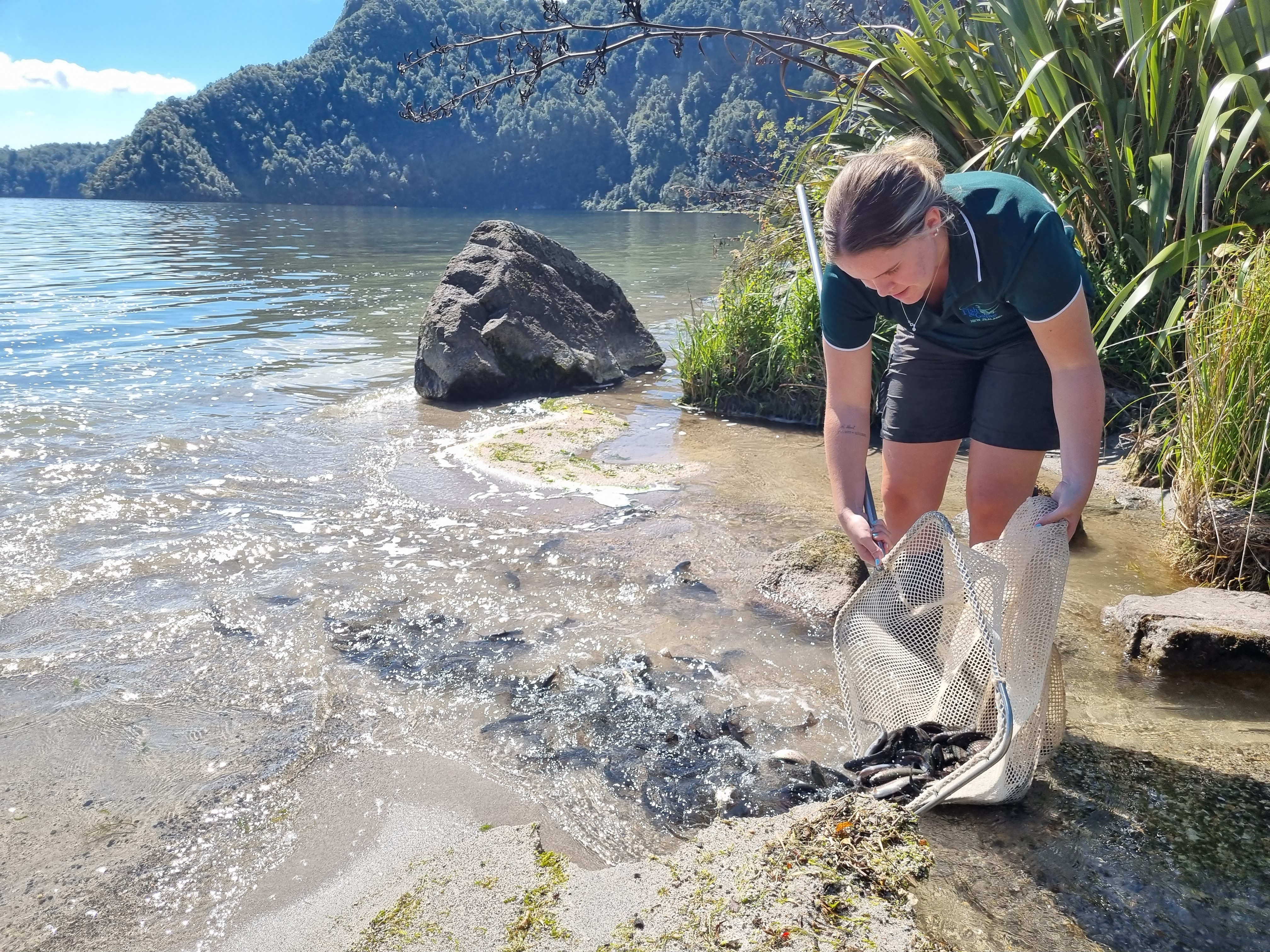 Fish release Rotoiti