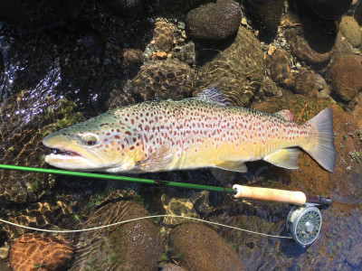 TRL2Nov18. A well conditioned November ringplain brown. Photo Michael Bakker.