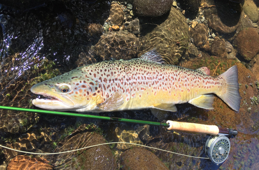 Taranaki Reel Life November 2018
