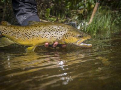 A lovely lowland Wellington brown already showing good condition