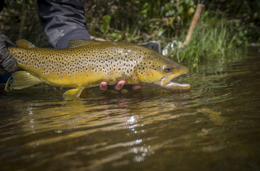 Wellington Reel Life November 2019