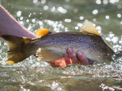 Fish release on the Mohaka Stu Hastie