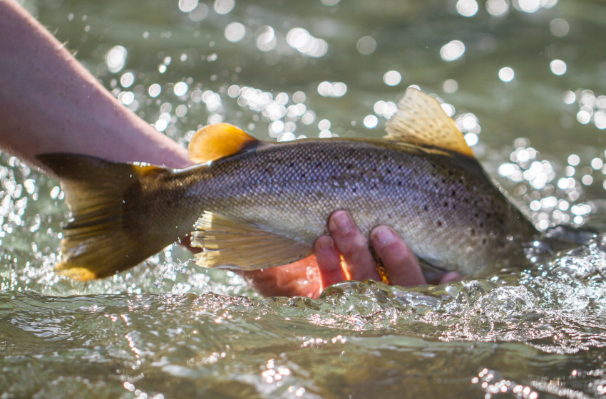 Hawke's Bay Reel Life November 2019
