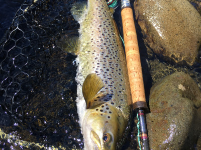 TRL1Nov19. An early season ringplain brown photo Michael Bakker