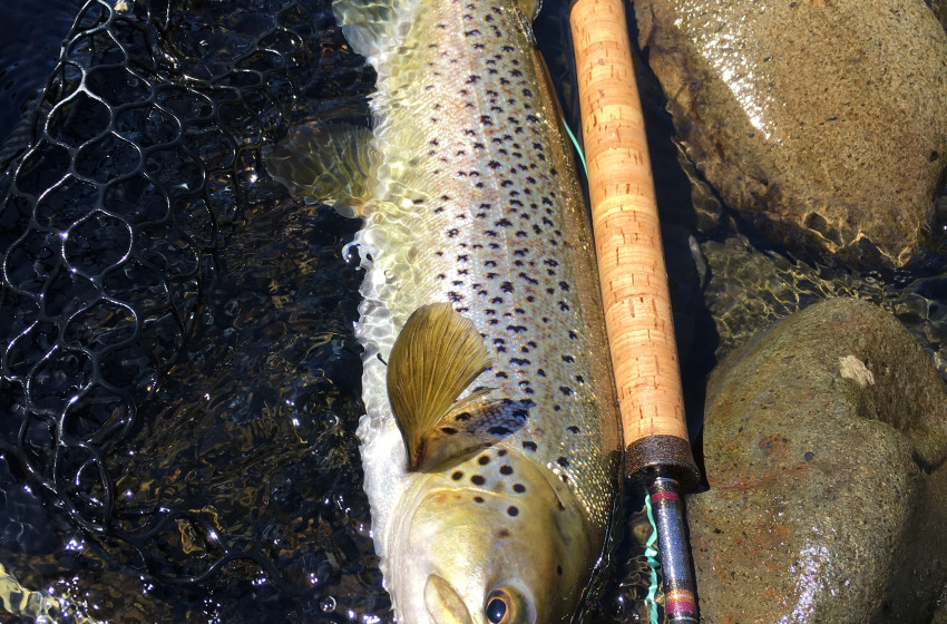 Taranaki Reel Life November 2019