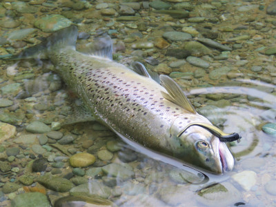 Backwater brown from mid Oreti Saleyard Road