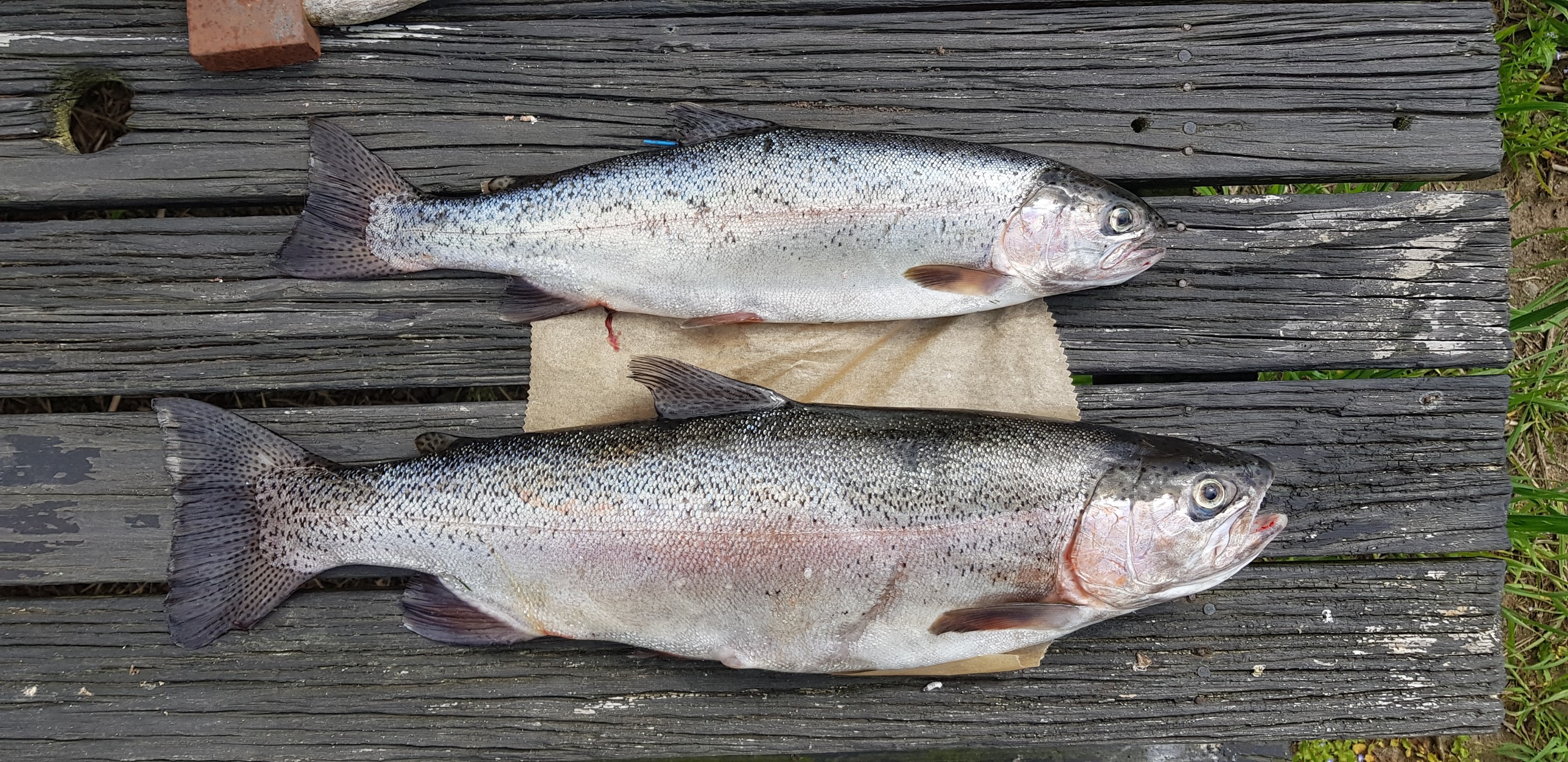 TRL7Nov20. Martin Powells lower vPatea hatchery rainbows.