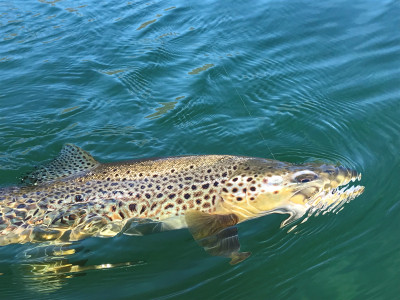 211019 Brown trout