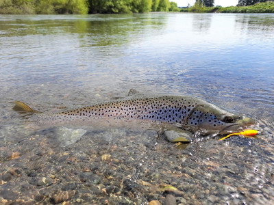 Aparima trout bright soft bait 