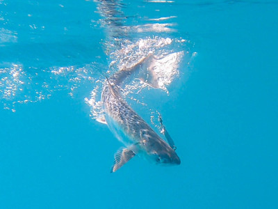 2022 November Reel Life Otago Hawea salmon 1