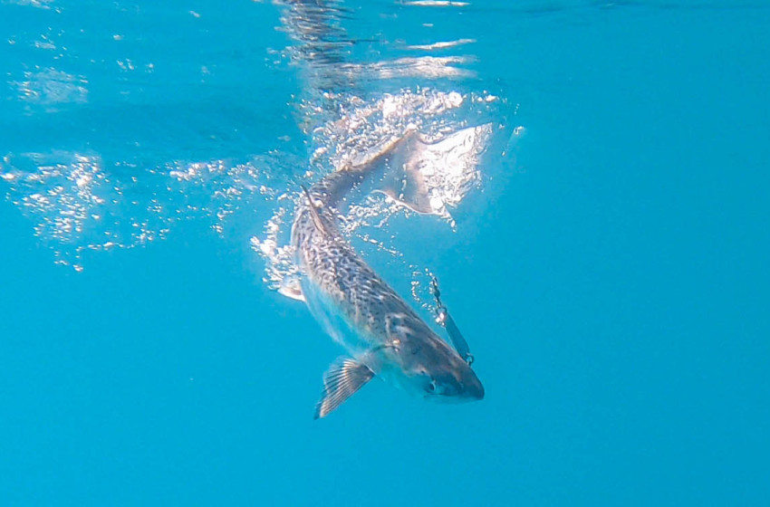 Reel Life November 2022