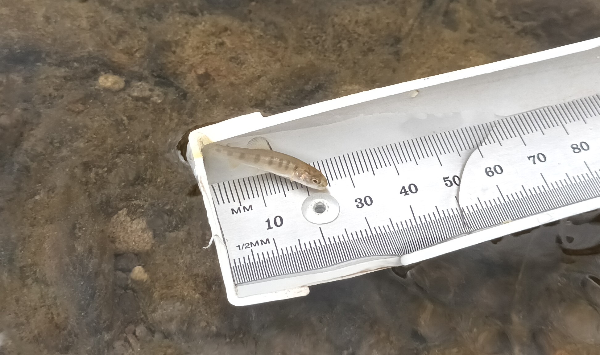 Juvenile Rainbow